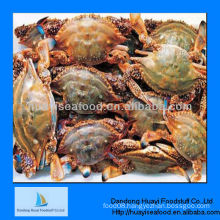 frozen crab blue swimming crab best crab